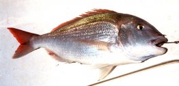 Common Seabream