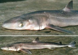 Rechinul - caine de mare (rechinul caine)